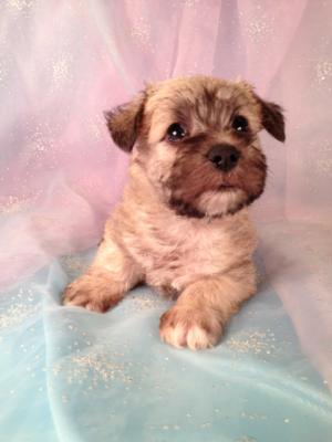 Female Schnoodle Puppy for sale #1 Born on March 26th 2013|Schnoodle Breeders with schnoodles ready in June!